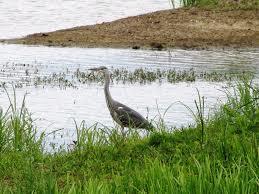 Wheldrake Ings Nature Reserve